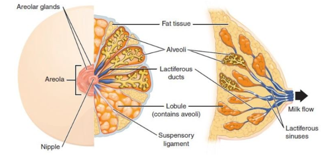 anatomy of human breast