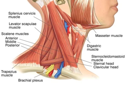 structure of the neck - muscles
